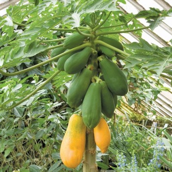 Papaya ( Carica Papaya L.)